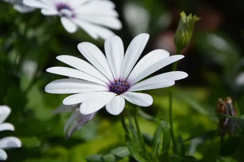 鲜花, 白花, 花瓣, 自然, 白花, 花园, 花粉, 开花 鲜花, 白花, 花瓣, 自然, 白花, 花园, 花粉, 开花