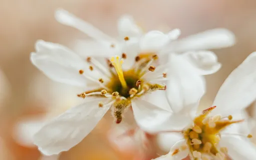白色,樱花,花朵,特写,摄影,花瓣,模糊 白色,樱花,花朵,特写,摄影,花瓣,模糊