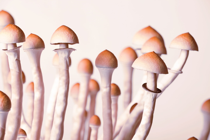 蘑菇，蘑菇，隔离，素食，美味，无味，天然，块状