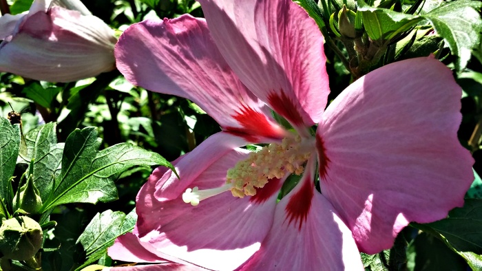 莎朗玫瑰、粉红、蜜蜂、芙蓉、多年生植物、花园、花卉、植物