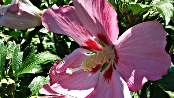莎朗玫瑰、粉红、蜜蜂、芙蓉、多年生植物、花园、花卉、植物 莎朗玫瑰、粉红、蜜蜂、芙蓉、多年生植物、花园、花卉、植物