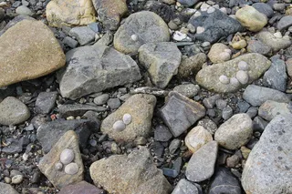 岩石, 海贝壳, 海滨, 岩石-物体, 化石, 自然, 没有人, 研究