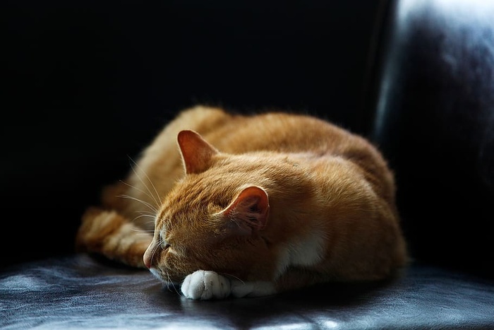 沉睡的橙色斑猫
