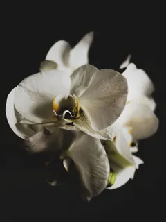 黑色背景下的白色兰花特写照片 黑色背景下的白色兰花特写照片