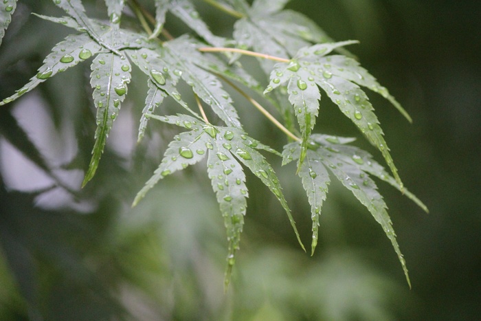 雨滴，细流，雨后，秋叶，落叶，绿叶，枫叶，秋雨