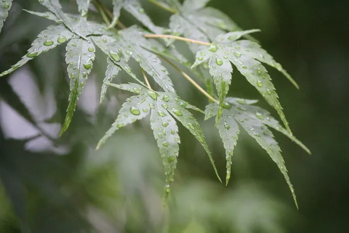 雨滴，细流，雨后，秋叶，落叶，绿叶，枫叶，秋雨