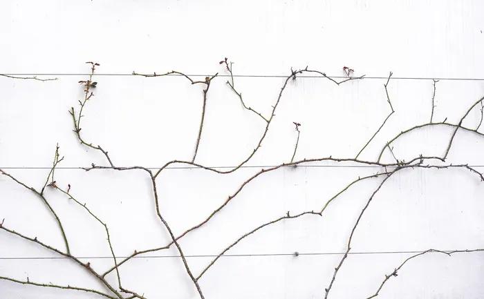 情节，动物，鸟，图表，植物，计划，地图，树