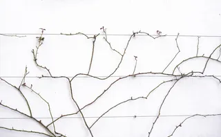 情节，动物，鸟，图表，植物，计划，地图，树