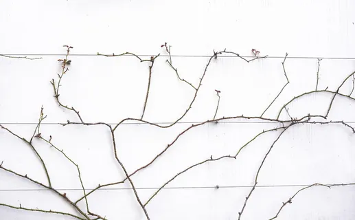 情节,动物,鸟,图表,植物,计划,地图,树 情节,动物,鸟,图表,植物,计划,地图,树