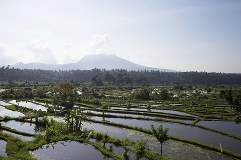 阳光下稻田的全景