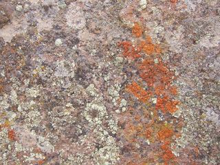 编织、石头、植物、苔藓、背景、图案、抽象、粗糙