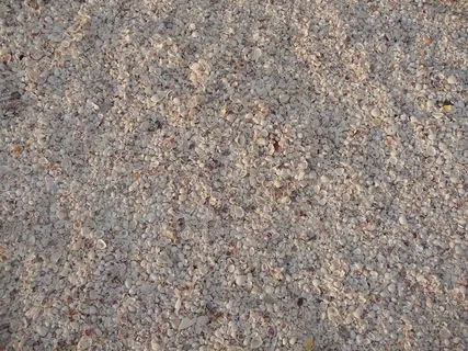 海滩,贻贝,海,沙,贻贝壳,佛罗里达,全框架,背景 海滩,贻贝,海,沙,贻贝壳,佛罗里达,全框架,背景