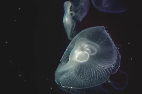 黑色背景下的白色水母 黑色背景下的白色水母