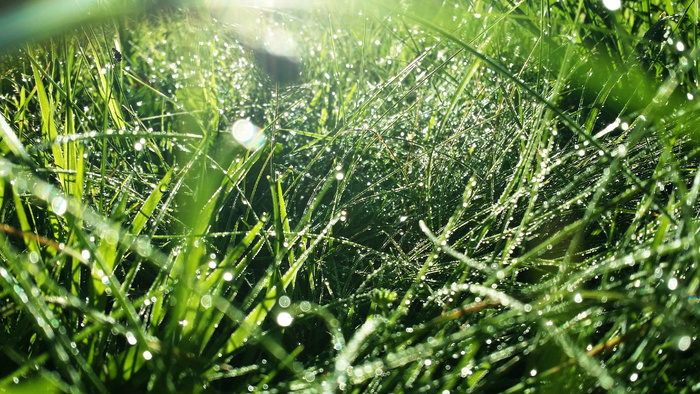 自然，植物，春天，夏天，花园，绿色，草，环境