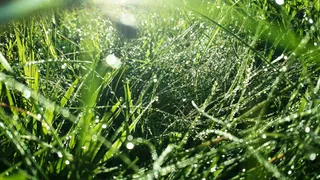 自然，植物，春天，夏天，花园，绿色，草，环境