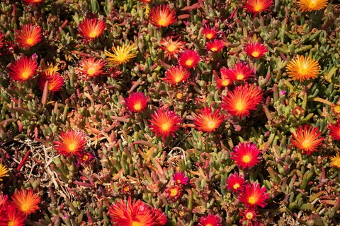 植物，花朵，花朵，花瓣，大丽花，花粉，植被，雏菊