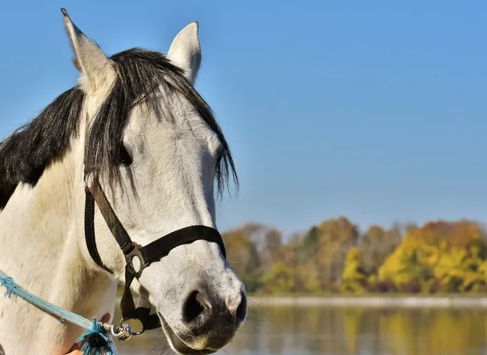 模具，天空，蓝色，小马，动物，蓝天，马，可爱
