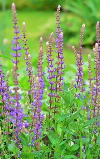 多年生园林，花卉，园林，紫花，植物，开花植物，花卉，生长