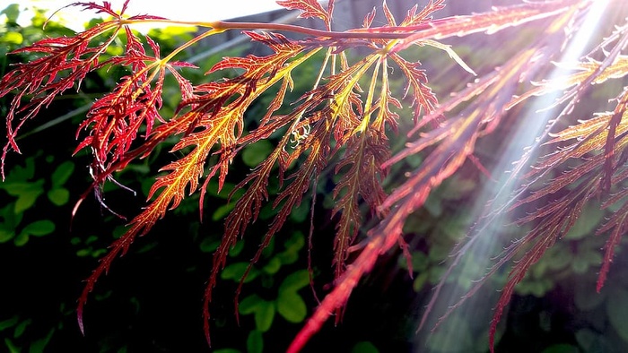 红色，叶子植物，阳光，叶子，植物，自然，花园，日出