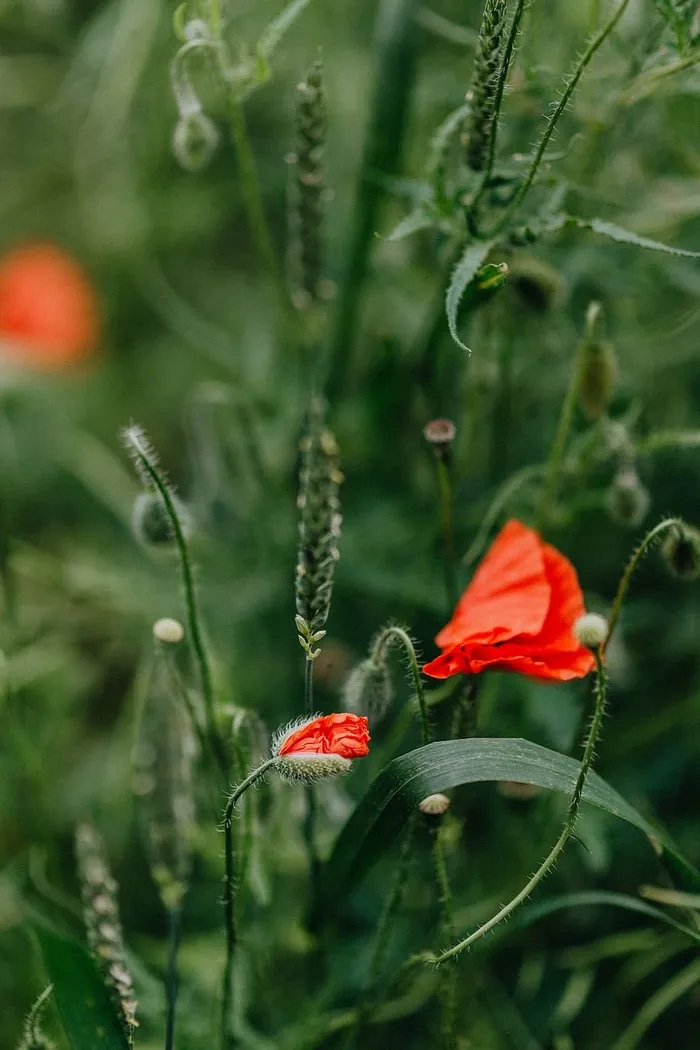 一片红色罂粟地
