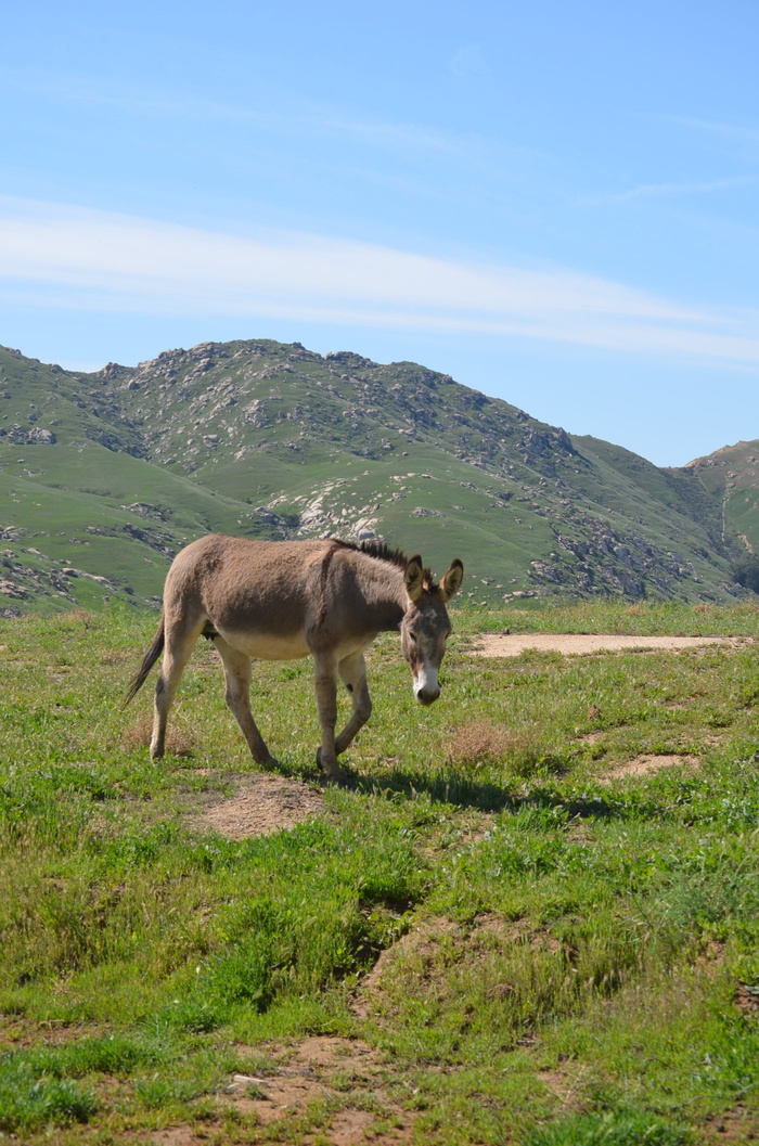 野生驴子, 加州大露台, 自然, 草, 户外活动, 海菲尔德, 景观, 农村