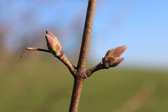 植物，芽，花，芽，花，新的生命诞生了