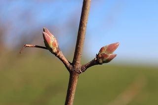 植物，芽，花，芽，花，新的生命诞生了