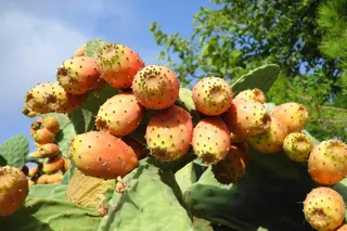 采购产品刺梨，水果，蔬菜，无花果，食品，植物，刺梨仙人掌，仙人掌