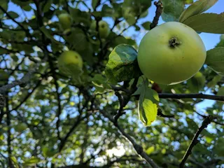 美国，米尔豪森，水果，树，苹果，树枝，果园，天空