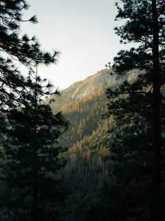 秋树和山坡照片 秋树和山坡照片