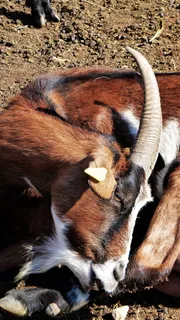 法国,先驱报,山羊,奶酪,休息,哺乳动物,动物,动物主题 法国,先驱报,山羊,奶酪,休息,哺乳动物,动物,动物主题