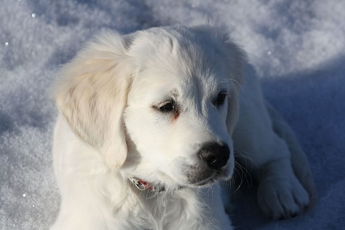 金毛猎犬，小狗，狗，幼崽，雪，一只动物，家畜，宠物