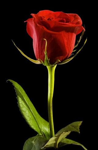 黑色、玫瑰色、红色、背景、特写、孤立、无人、花瓣