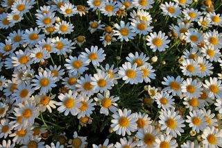 白花，野花，洋甘菊，特写，早晨，植物，自然，夏天