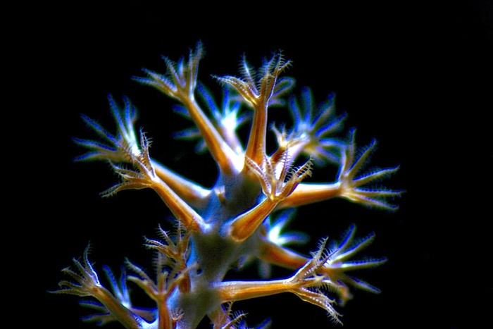特写照片中的海葵
