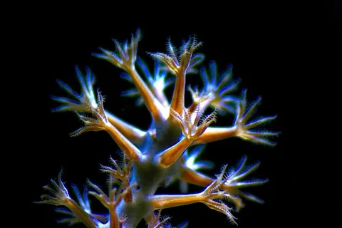 特写照片中的海葵 特写照片中的海葵