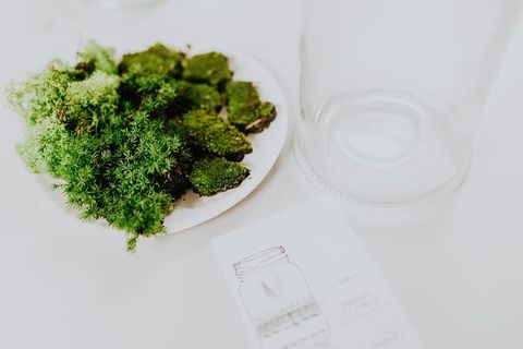 在罐子里建造雨林玻璃器皿