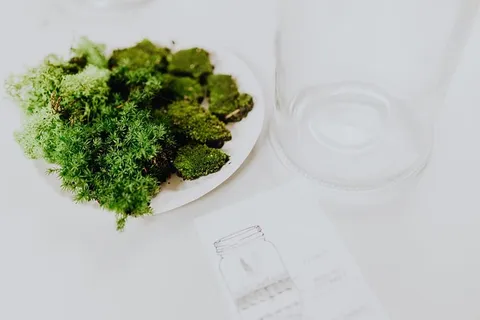 在罐子里建造雨林玻璃器皿 在罐子里建造雨林玻璃器皿