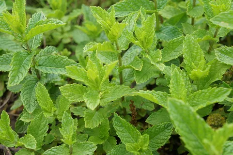 绿色植物叶,薄荷,绿色,薄荷,叶子,花园,草药,自然 绿色植物叶,薄荷,绿色,薄荷,叶子,花园,草药,自然