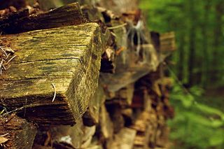 美国，拉波特，森林，自然，木柴，木材，蜘蛛网，原木