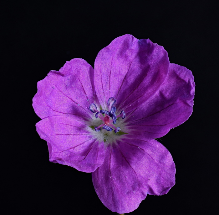 天竺葵喜马拉雅, 天竺葵 wallichianum, 天竺葵温室, 雄蕊, 蕊, 开花, 天竺葵