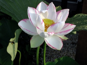 莲花，花朵，花朵，植物，花朵，白色，花瓣，莲花