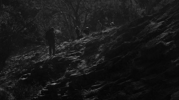 澳大利亚，凯勒北方，风琴管国家公园，岩石，户外，单色，黑白，森林