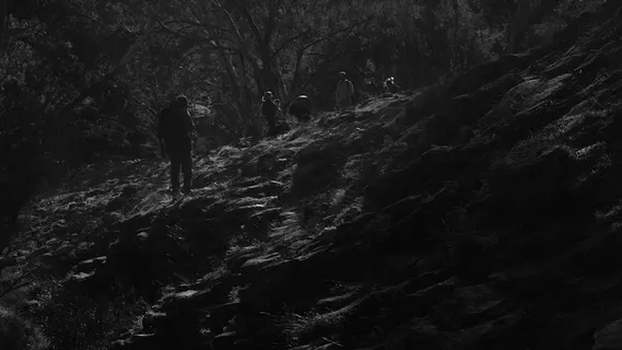 澳大利亚，凯勒北方，风琴管国家公园，岩石，户外，单色，黑白，森林