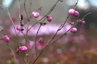 冬天, 鲜花, 粉红色, 自然, 卡尔, 花, 粉红色, 植物