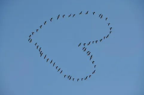 低，角度摄影，羊群，鸟，形成，心，蓝色，天空