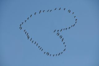 低，角度摄影，羊群，鸟，形成，心，蓝色，天空