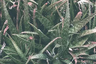 采购产品芦荟，植物，植物，灌木，花瓶，陶器，罐子，盆栽植物