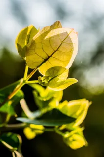 开花,开花,花,绿,黄,叶,植物,植物部分 开花,开花,花,绿,黄,叶,植物,植物部分