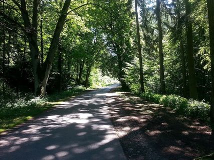 森林，林间小路，道路，氛围，心情，自然，树木，户外